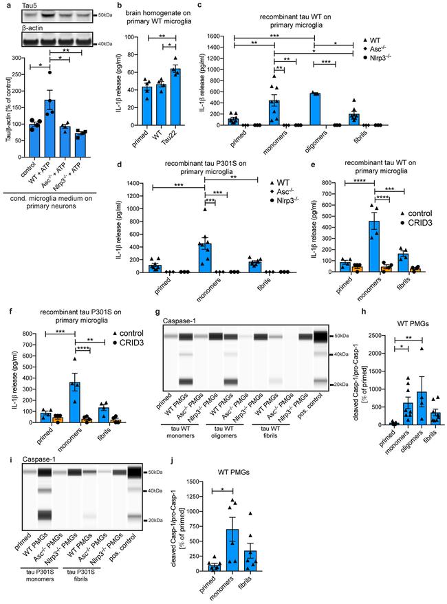 Tau Antibody in Western Blot (WB)