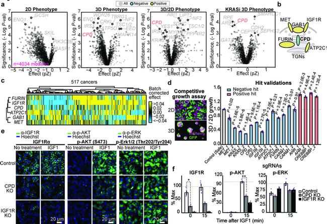 IGF1R alpha Antibody in Immunocytochemistry (ICC/IF)