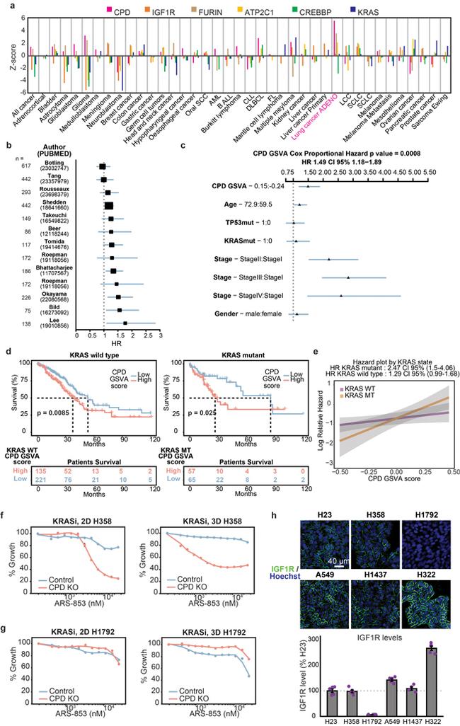 IGF1R alpha Antibody in Immunocytochemistry (ICC/IF)