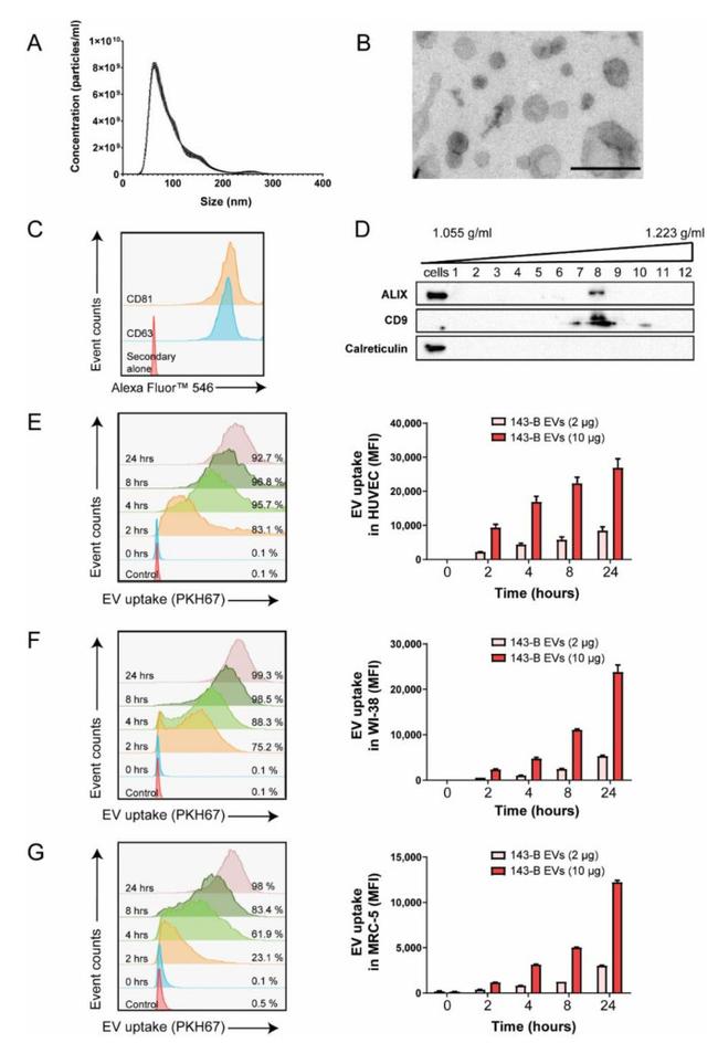 CD81 Antibody in Flow Cytometry (Flow)