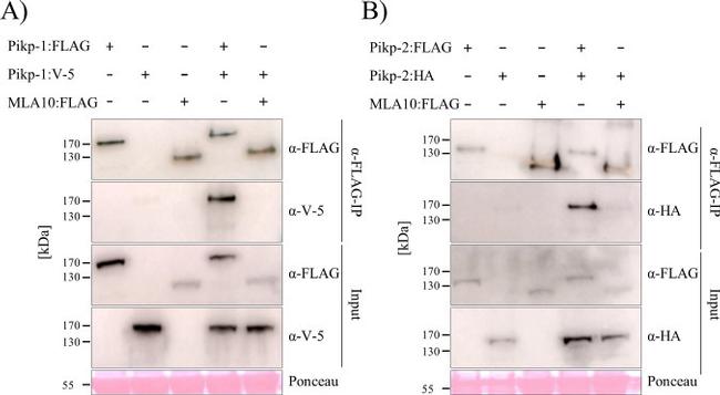 HA Tag Antibody in Western Blot (WB)