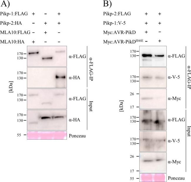 HA Tag Antibody in Western Blot (WB)