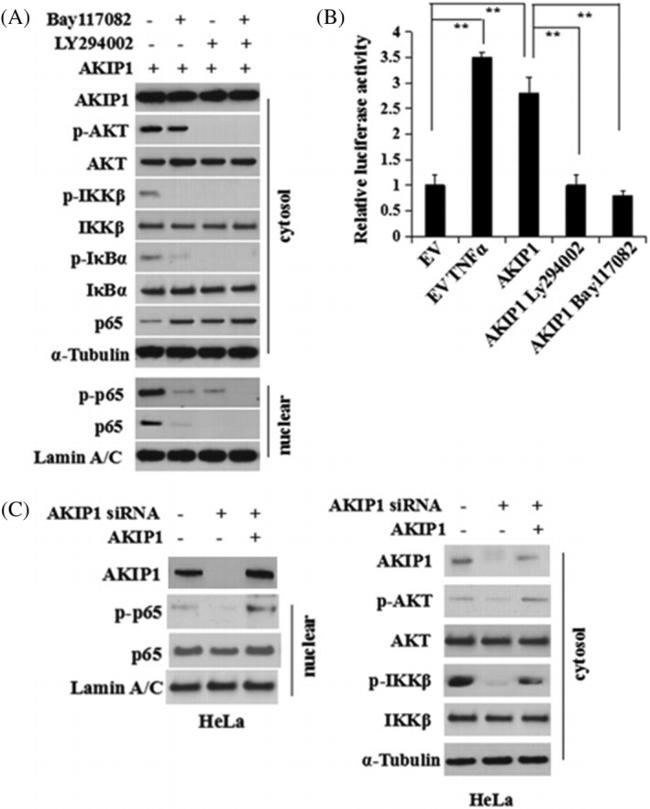 Phospho-AKT1 (Ser473) Antibody in Western Blot (WB)