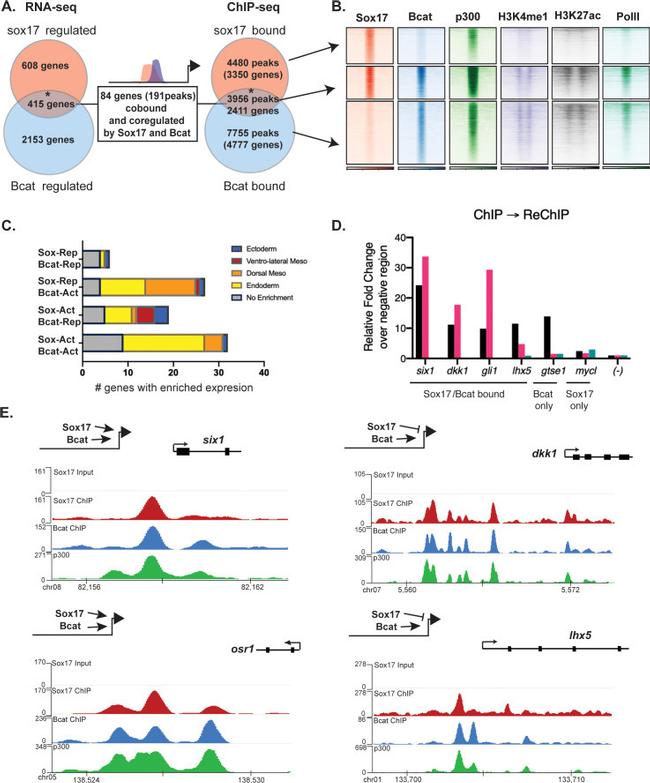 beta Catenin Antibody in ChIP Assay (ChIP)