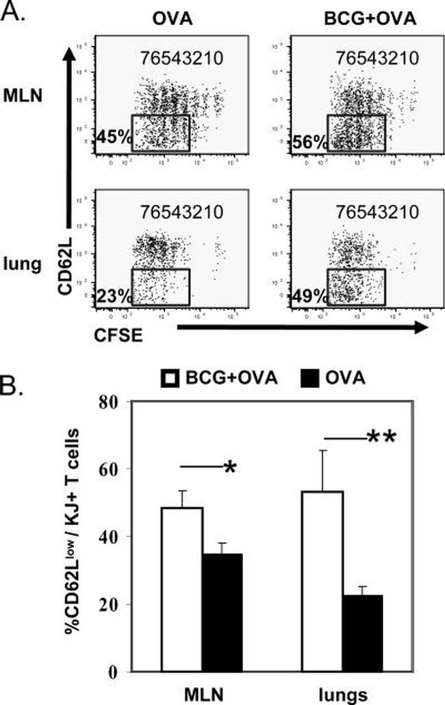 CD62L (L-Selectin) Antibody in Flow Cytometry (Flow)