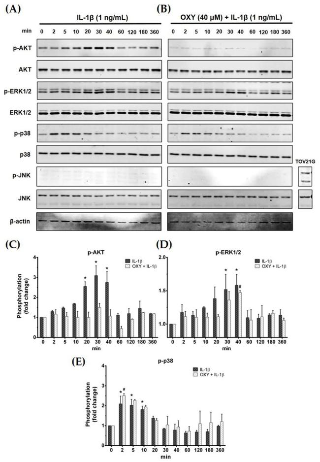 Huntingtin Antibody in Western Blot (WB)