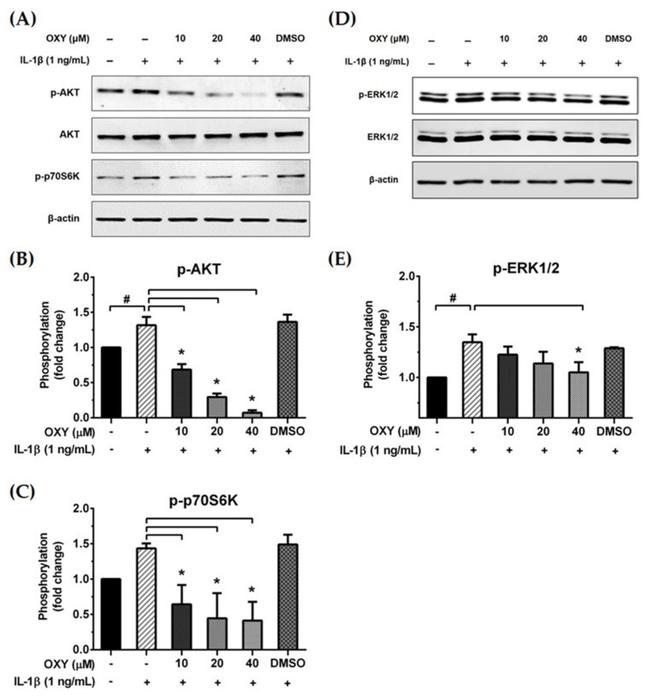 Huntingtin Antibody in Western Blot (WB)