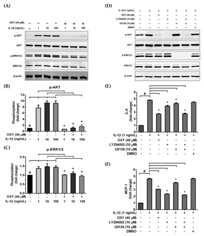 Huntingtin Antibody in Western Blot (WB)