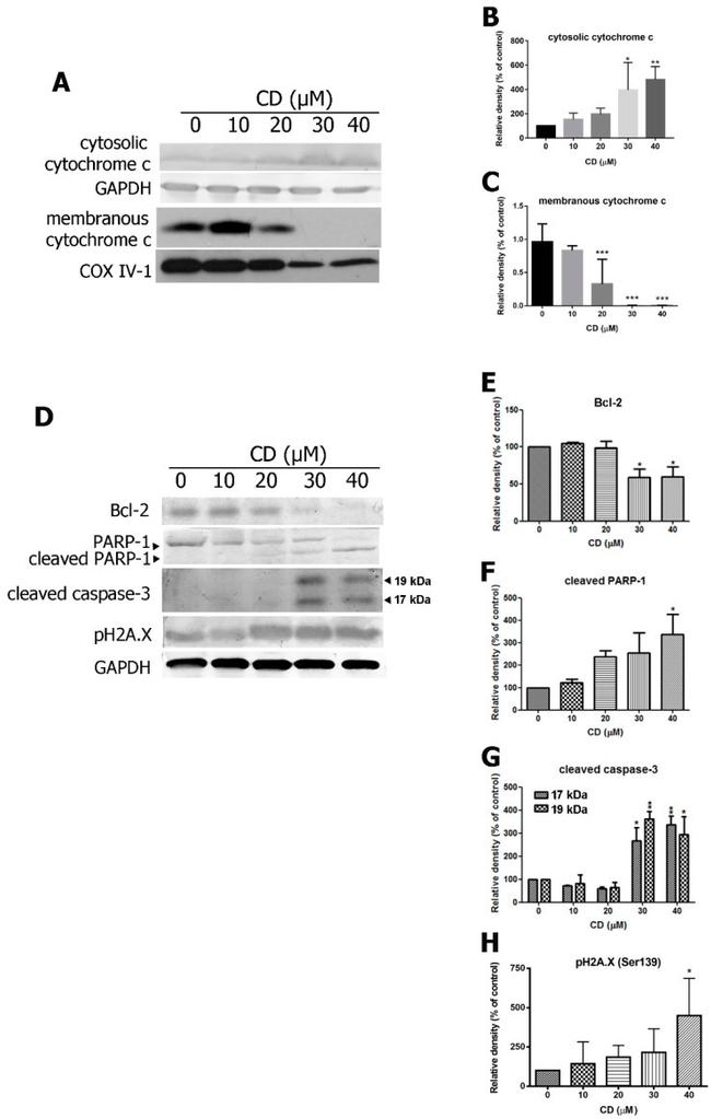 Cytochrome C Antibody in Western Blot (WB)