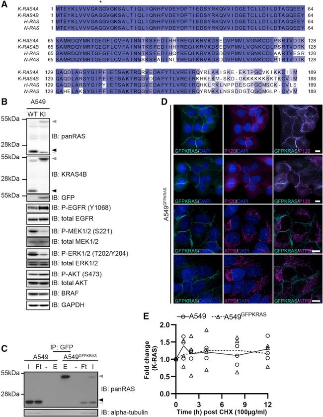 alpha Tubulin Antibody in Western Blot (WB)