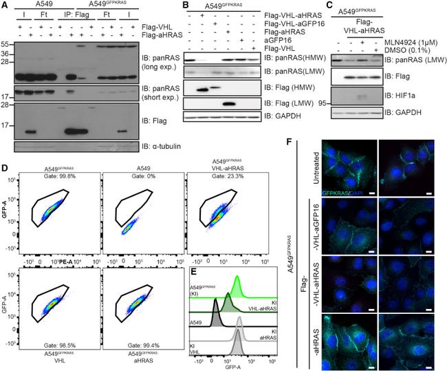 alpha Tubulin Antibody in Western Blot (WB)