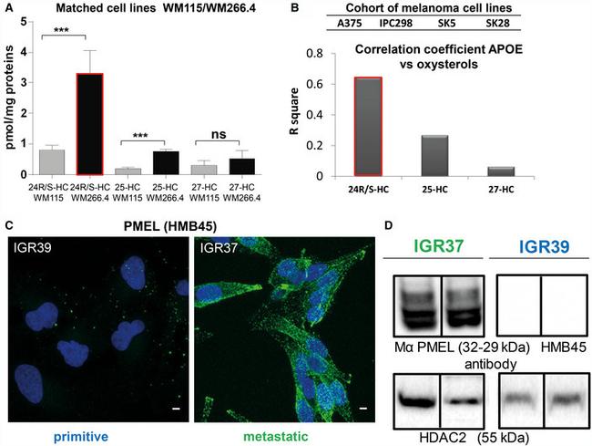 PMEL Antibody in Western Blot, Immunocytochemistry (WB, ICC/IF)