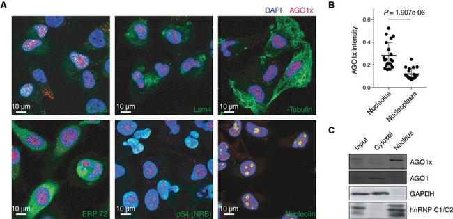 Nucleolin Antibody in Immunocytochemistry (ICC/IF)