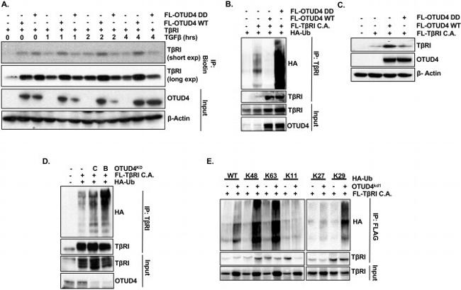 TGFBR1 Antibody in Western Blot (WB)