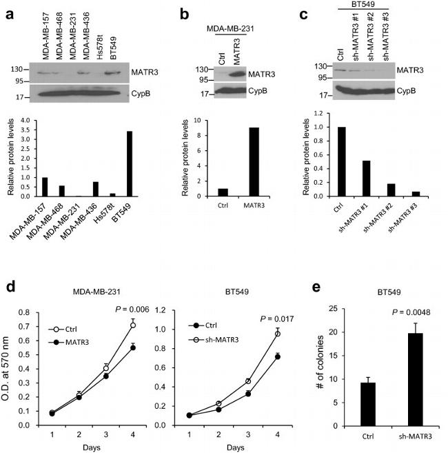 Cyclophilin B Antibody in Western Blot (WB)