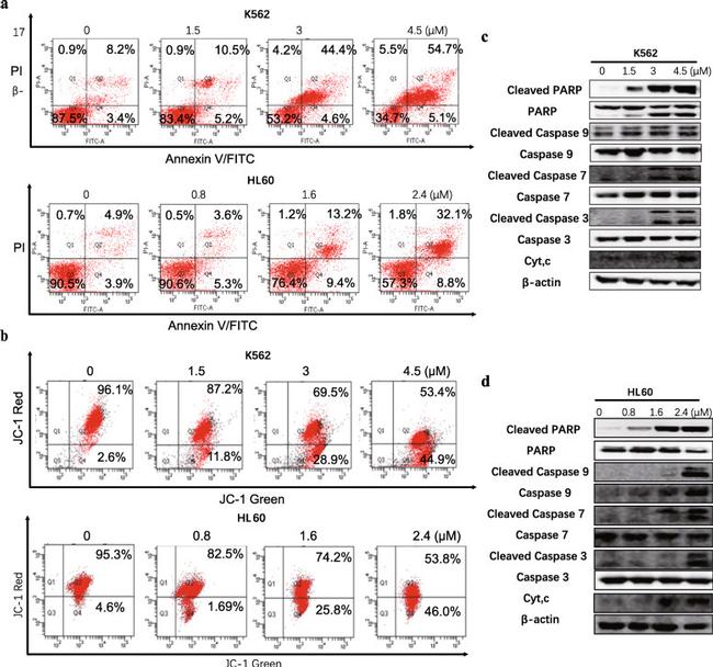 beta Actin Antibody in Western Blot (WB)