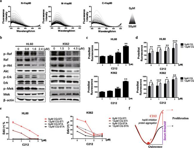 beta Actin Antibody in Western Blot (WB)