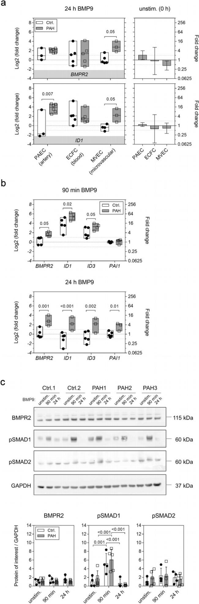 BMPR2 Antibody in Western Blot (WB)