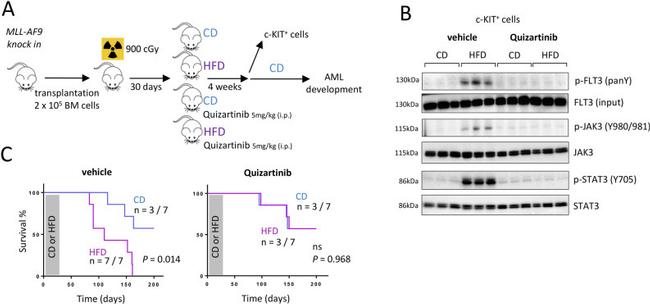 FLT3 Antibody in Western Blot (WB)