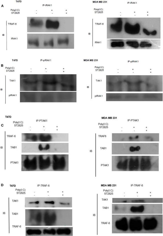 IRAK1 Antibody in Western Blot (WB)