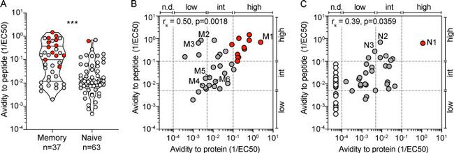 CD4 Antibody in Flow Cytometry (Flow)