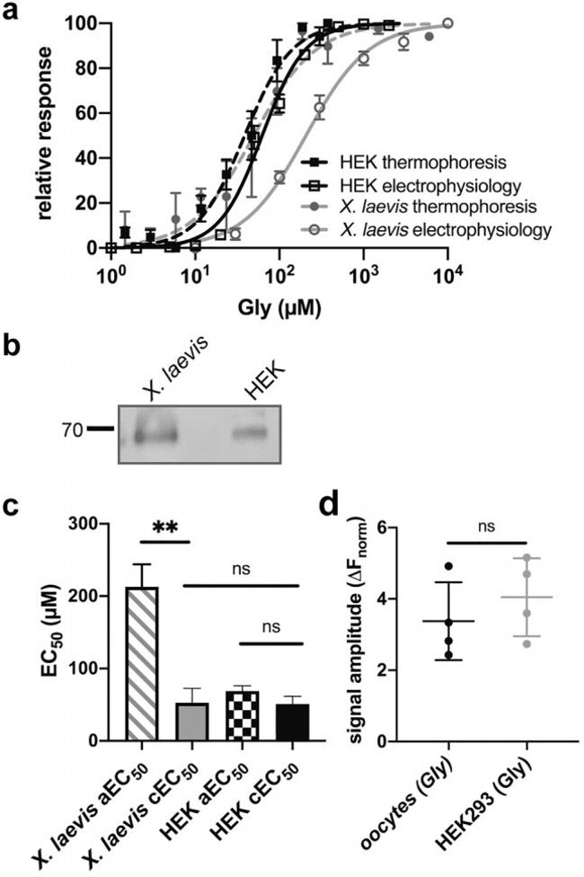 eGFP Antibody in Western Blot (WB)