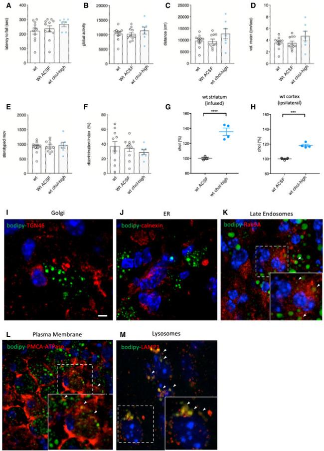 PMCA ATPase Antibody in Immunocytochemistry (ICC/IF)