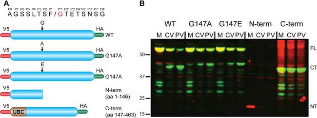 V5 Tag Antibody in Western Blot (WB)