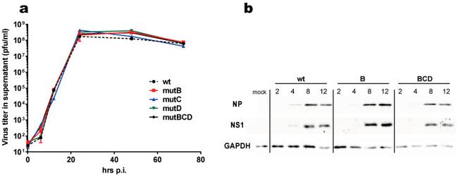 Influenza A NP Antibody in Western Blot (WB)