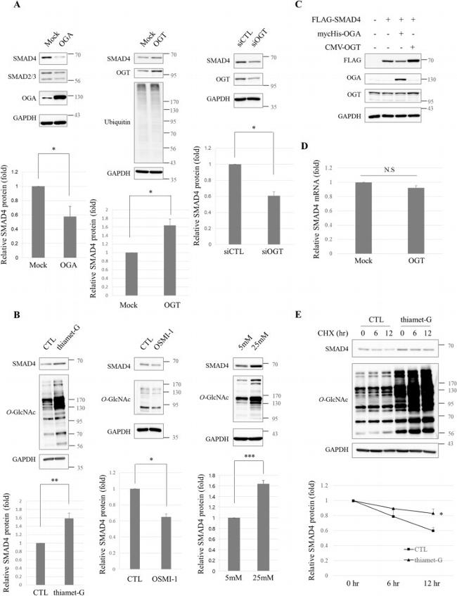 O-linked N-acetylglucosamine (O-GlcNAc) Antibody in Western Blot (WB)