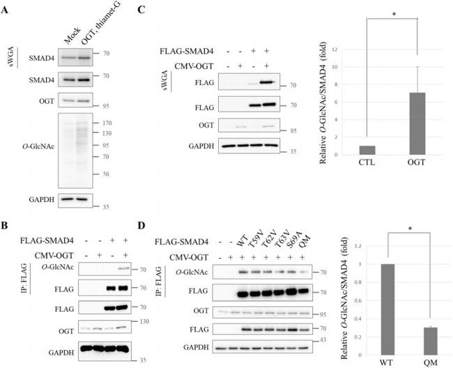 O-linked N-acetylglucosamine (O-GlcNAc) Antibody in Western Blot (WB)