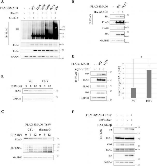 O-linked N-acetylglucosamine (O-GlcNAc) Antibody in Western Blot (WB)