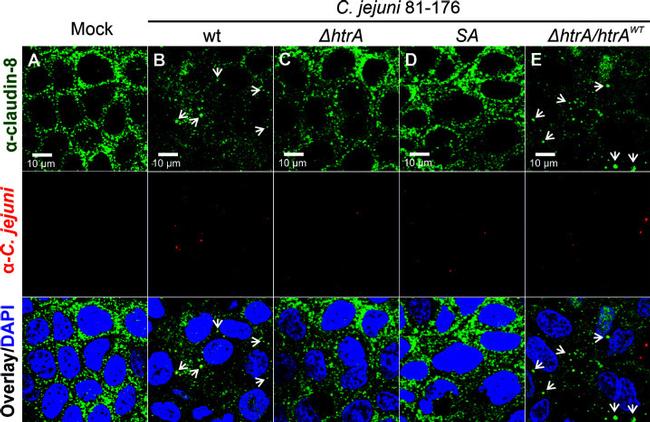 Claudin 8 Antibody in Immunocytochemistry (ICC/IF)