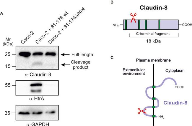 Claudin 8 Antibody in Western Blot (WB)