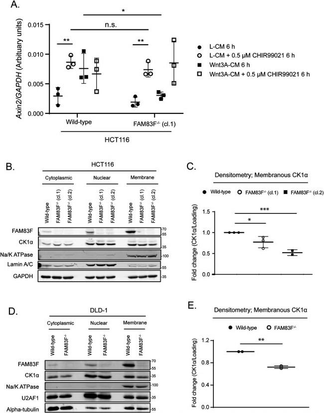 alpha Tubulin Antibody in Western Blot (WB)