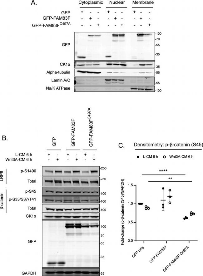 alpha Tubulin Antibody in Western Blot (WB)