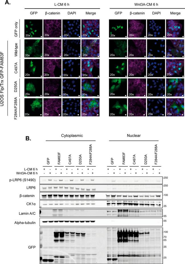 alpha Tubulin Antibody in Western Blot (WB)