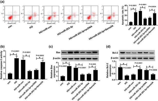 Bcl-2 Antibody in Western Blot (WB)