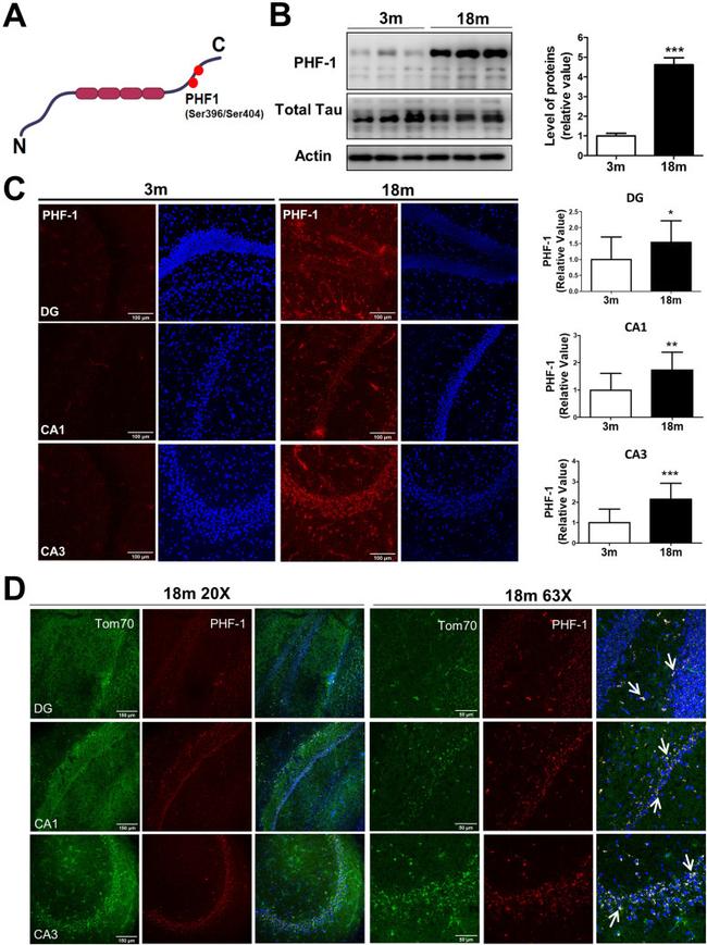 TOM70 Antibody in Immunohistochemistry (IHC)