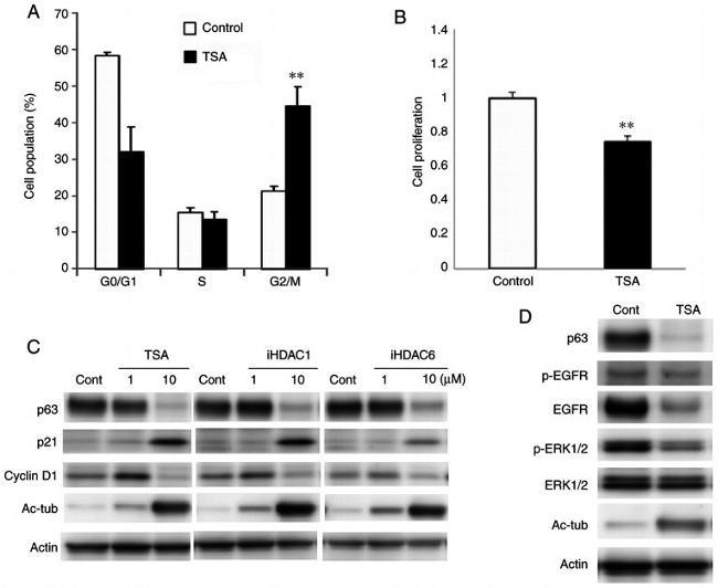 p21 Antibody in Western Blot (WB)