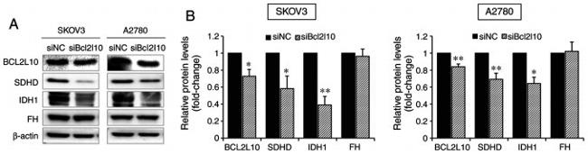 beta Actin Antibody in Western Blot (WB)