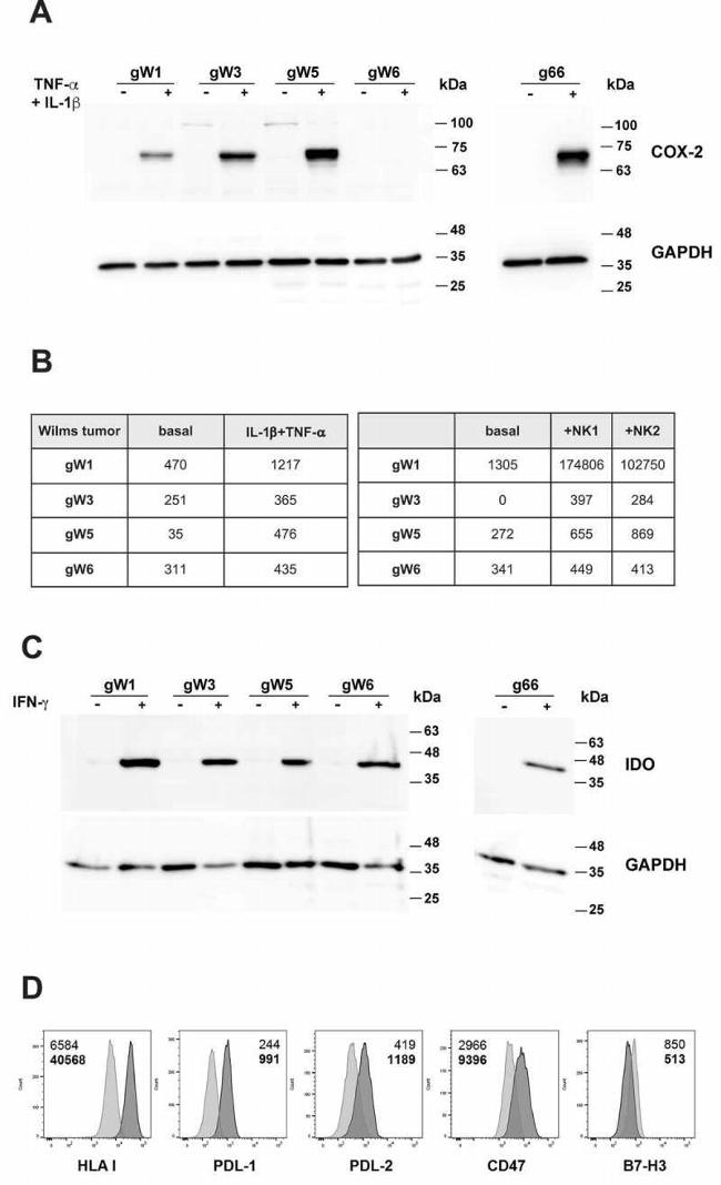 IDO Antibody in Western Blot (WB)