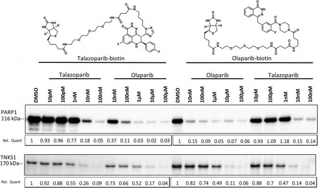 PARP1 Antibody in Western Blot (WB)