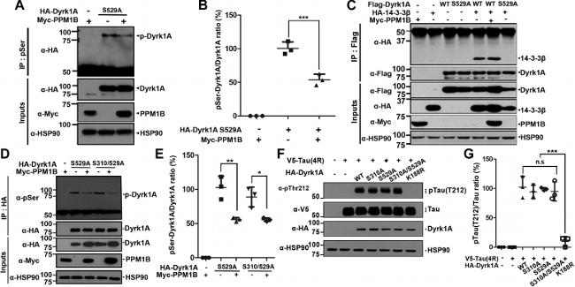 Phospho-Tau (Thr212) Antibody in Western Blot (WB)