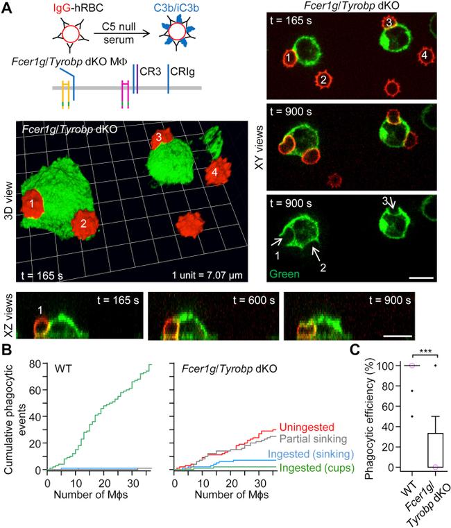 F4/80 Antibody in Immunocytochemistry (ICC/IF)