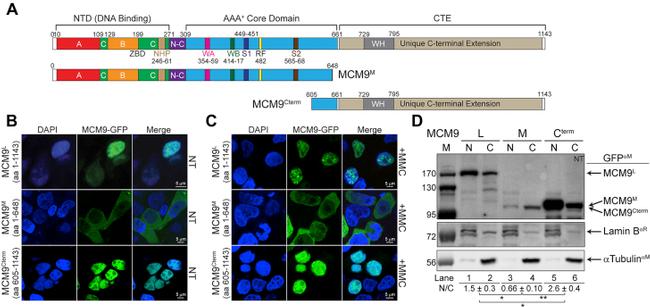 GFP Antibody in Western Blot (WB)