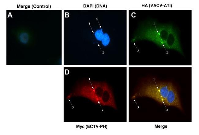 HA Tag Antibody in Immunocytochemistry (ICC/IF)