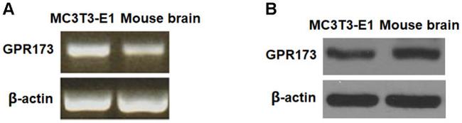 GPR173 Antibody in Western Blot (WB)