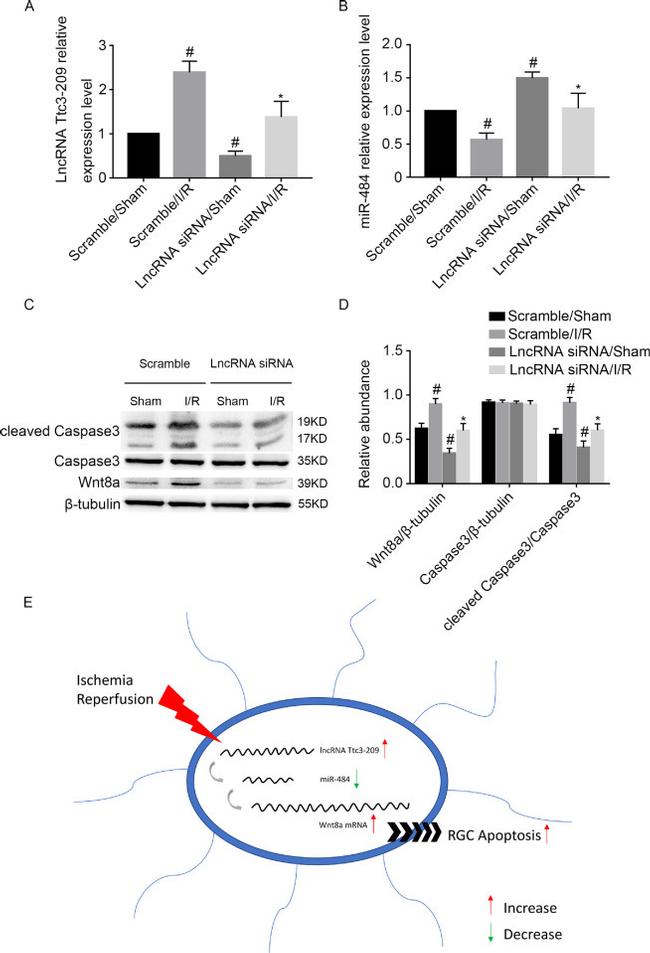 WNT8A Antibody in Western Blot (WB)