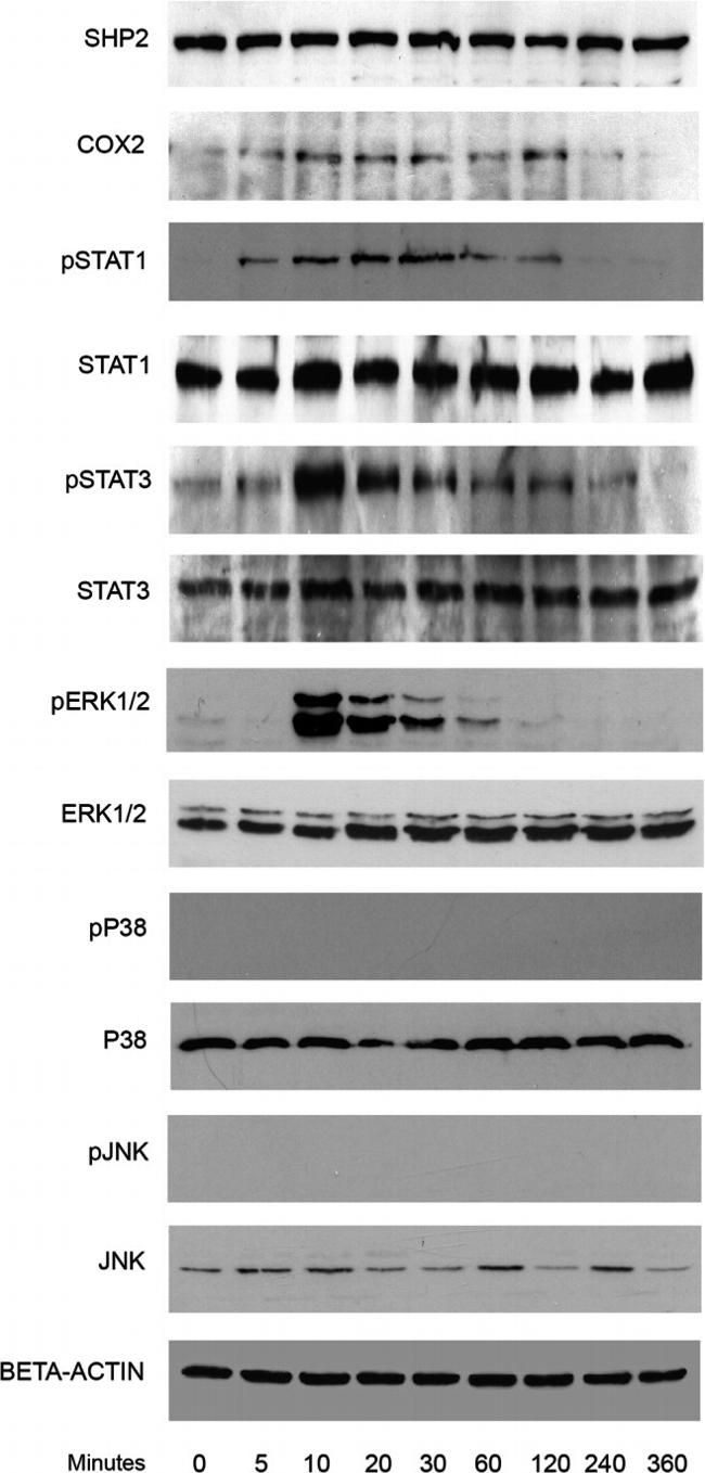 Phospho-ERK1/ERK2 (Thr185, Tyr187) Antibody in Western Blot (WB)